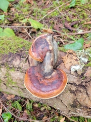Fomitopsis pinicola