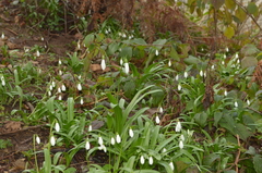 Galanthus woronowii
