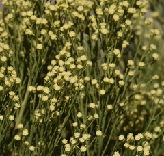 Acamptopappus sphaerocephalus