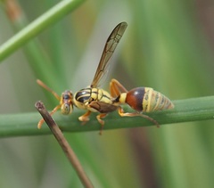 Ropalidia romandi