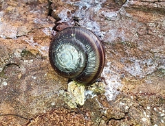 Helminthoglypta sequoicola consors