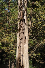 Lagerstroemia calyculata