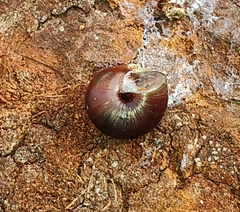 Helminthoglypta sequoicola consors