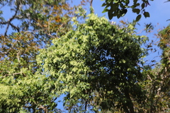 Lagerstroemia calyculata