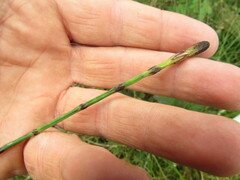 Equisetum bogotense