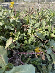 Agoseris apargioides
