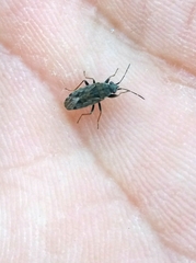 Peritrechus gracilicornis