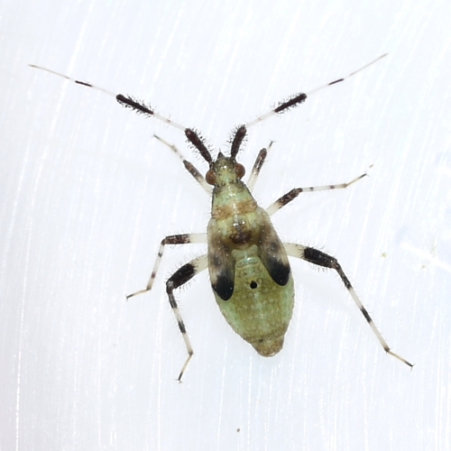 Neurocolpus jessiae