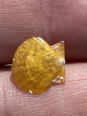 Flexopecten hyalinus