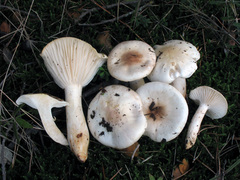 Hygrophorus leucophaeo-ilicis