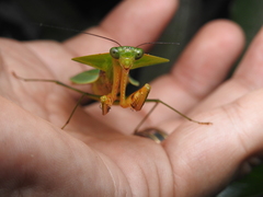 Choeradodis rhomboidea