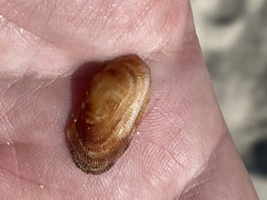 Barbatia barbata