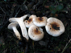 Hygrophorus leucophaeo-ilicis