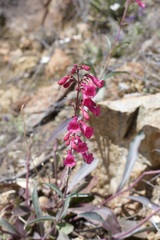 Penstemon parryi