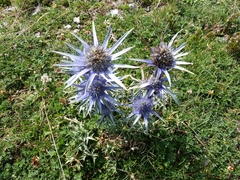 Eryngium bourgatii