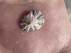 Patella ulyssiponensis