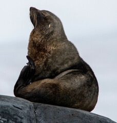 Arctocephalus australis