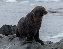 Arctocephalus australis