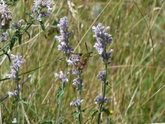 Hemaris fuciformis