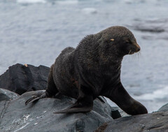 Arctocephalus australis