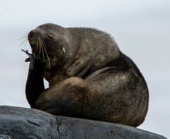 Arctocephalus australis