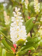 Cliftonia monophylla