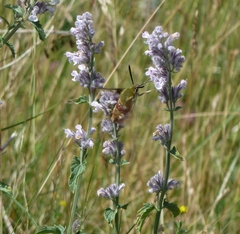 Hemaris fuciformis