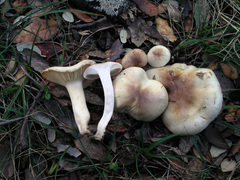 Hygrophorus leucophaeo-ilicis