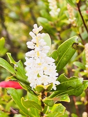 Cliftonia monophylla