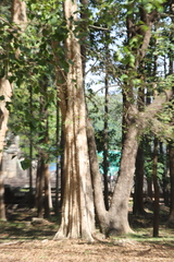 Lagerstroemia calyculata