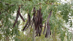 Albizia procera