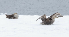 Macronectes giganteus