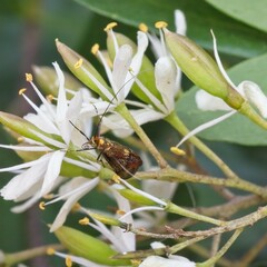 Nemophora sparsella