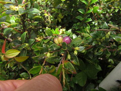 Disterigma alaternoides