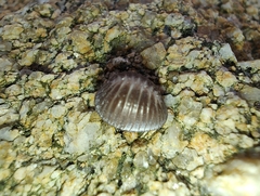 Pseudopusula californiana