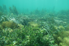 Posidonia