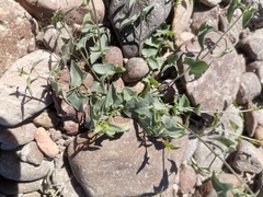 Maurandya antirrhiniflora