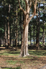 Lagerstroemia calyculata
