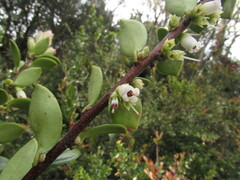 Disterigma alaternoides