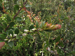 Disterigma alaternoides