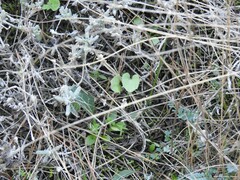 Teucrium gnaphalodes