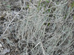 Teucrium capitatum capitatum