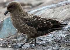 Stercorarius antarcticus