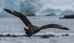 Stercorarius antarcticus