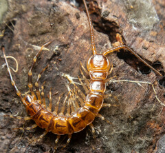 Lithobius variegatus