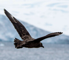 Stercorarius antarcticus