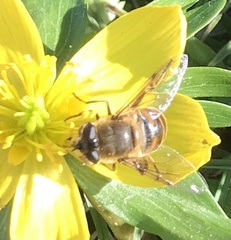 Eristalis tenax