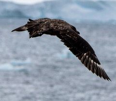 Stercorarius antarcticus