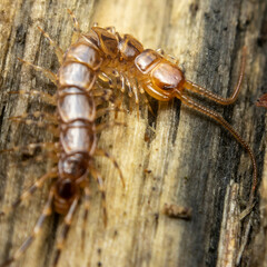 Lithobius variegatus
