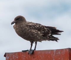 Stercorarius antarcticus